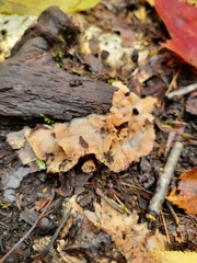 Merulius tremellosus