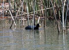 Fulica armillata