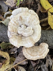 Mycorrhaphium adustum