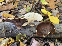 Mycorrhaphium adustum