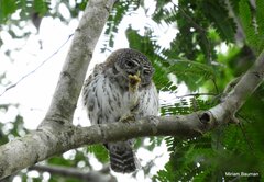 Glaucidium siju