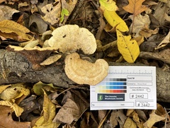 Mycorrhaphium adustum