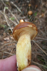 Suillus mediterraneensis