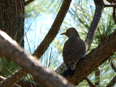 Colaptes auratus cafer