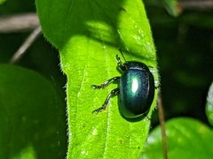 Leptinotarsa haldemani