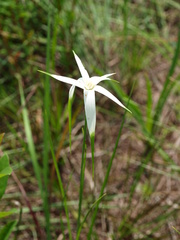 Rhynchospora latifolia
