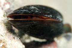 Lithophaga teres