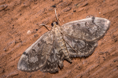 Anania coronata