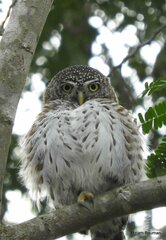 Glaucidium siju