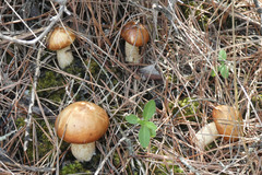 Suillus mediterraneensis
