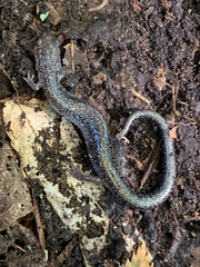 Plethodon