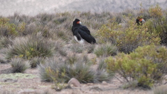 Daptrius megalopterus