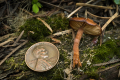 Rhodophana nitellina