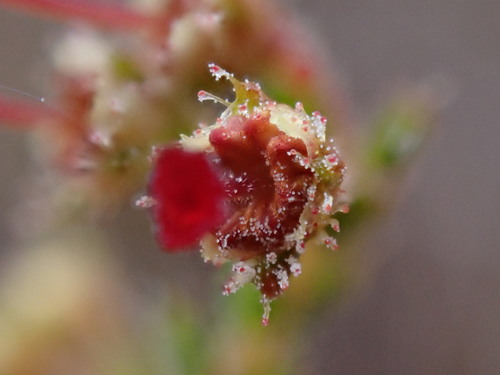 Image of Erica exleeana by (c) Ren Hoekstra, some rights reserved (CC BY)