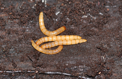 Agriotes