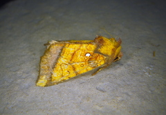 Papaipema leucostigma