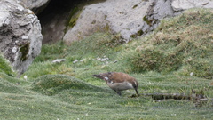 Cinclodes atacamensis