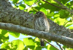 Glaucidium siju