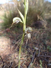 Pterostylis excelsa