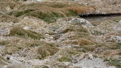 Thinocorus orbignyianus