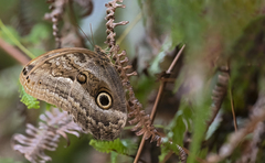 Caligo oedipus oedipus