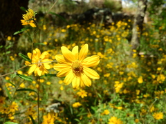 Helianthinae