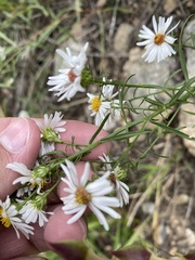 Symphyotrichum porteri