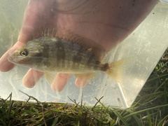 Orthopristis chrysoptera