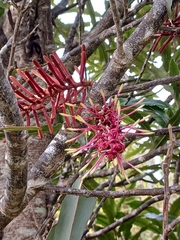 Knightia excelsa