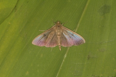 Ceratocilia sixolalis