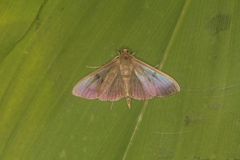 Ceratocilia sixolalis