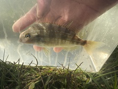 Orthopristis chrysoptera