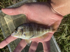 Orthopristis chrysoptera