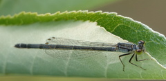 Ischnura damula