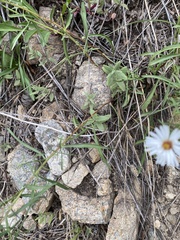 Symphyotrichum porteri