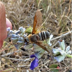 Exoprosopa brevirostris