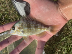 Orthopristis chrysoptera