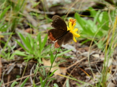 Gyrocheilus patrobas patrobas