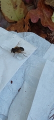 Eristalis similis