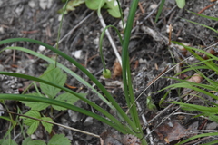 Allium cernuum