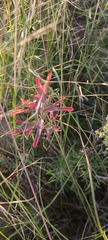 Castilleja subinclusa