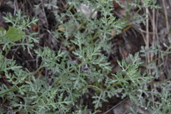 Artemisia michauxiana