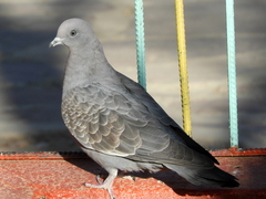 Patagioenas maculosa