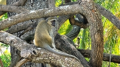 Chlorocebus pygerythrus pygerythrus