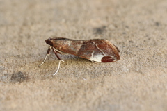 Cliniodes opalalis