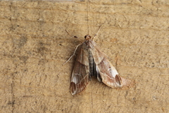 Cliniodes opalalis