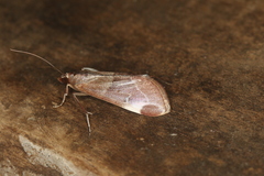 Cliniodes opalalis