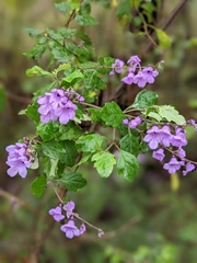 Prostanthera melissifolia