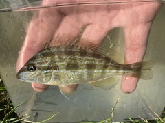 Orthopristis chrysoptera