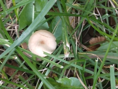 Fungi